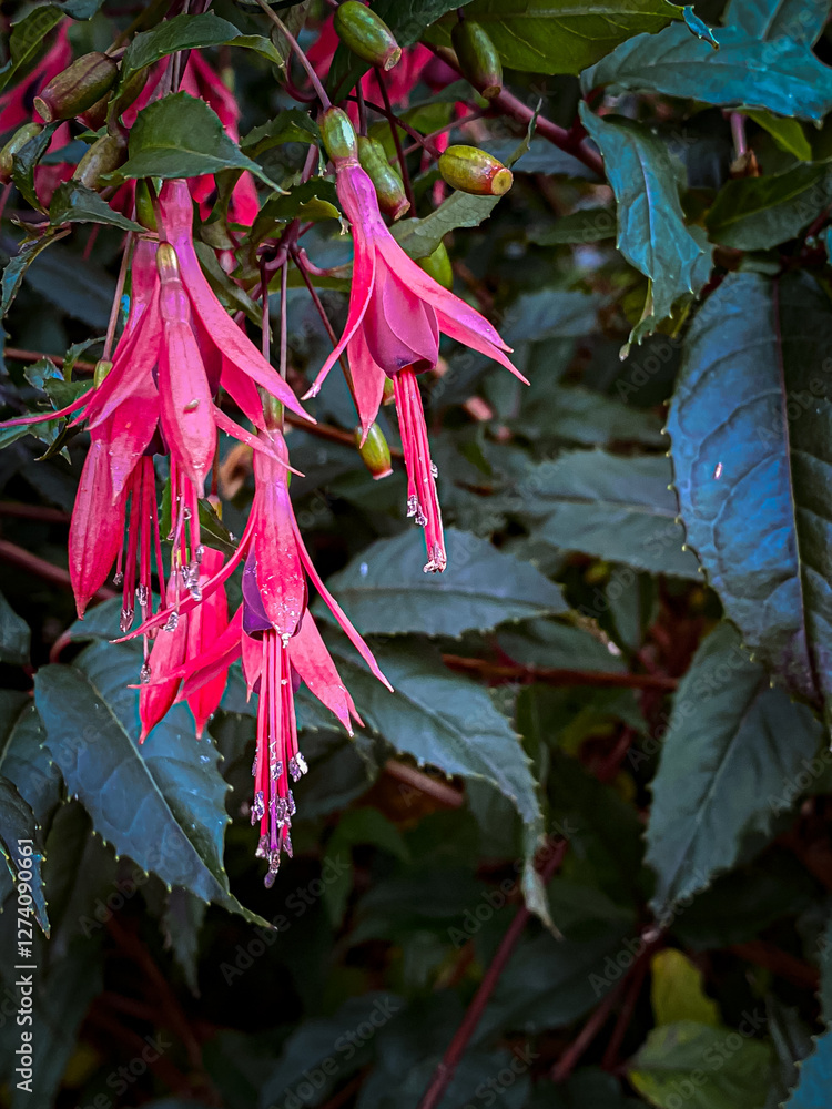 Pink fuchsia flowers with raindrops on the petals.