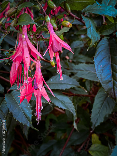 Obraz na płótnie Pink fuchsia flowers with raindrops on the petals. w salonie