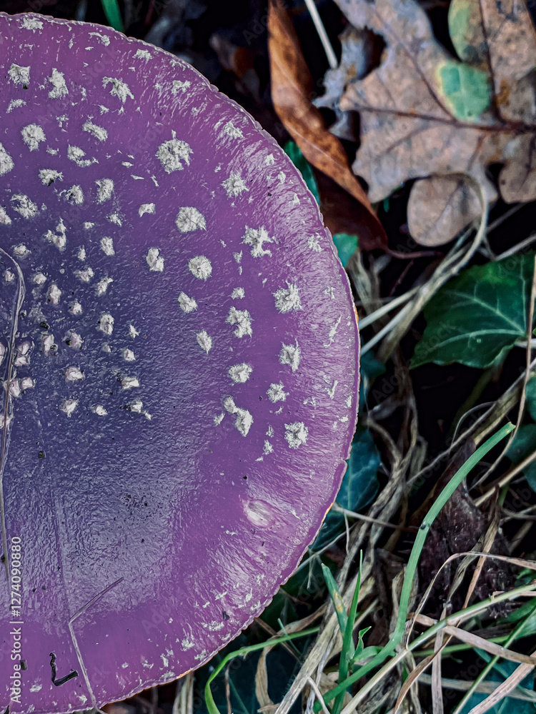 Violet fly agaric mushroom