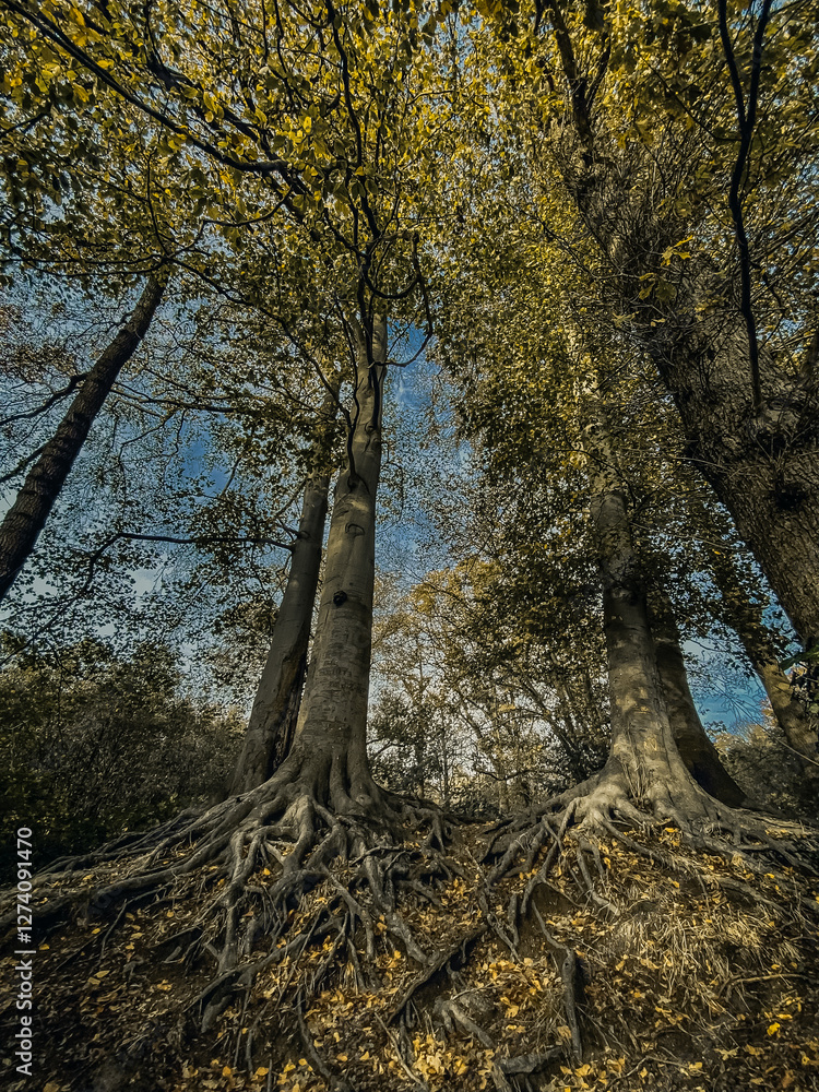 A landscape with large trees with intertwined roots and a dense crown