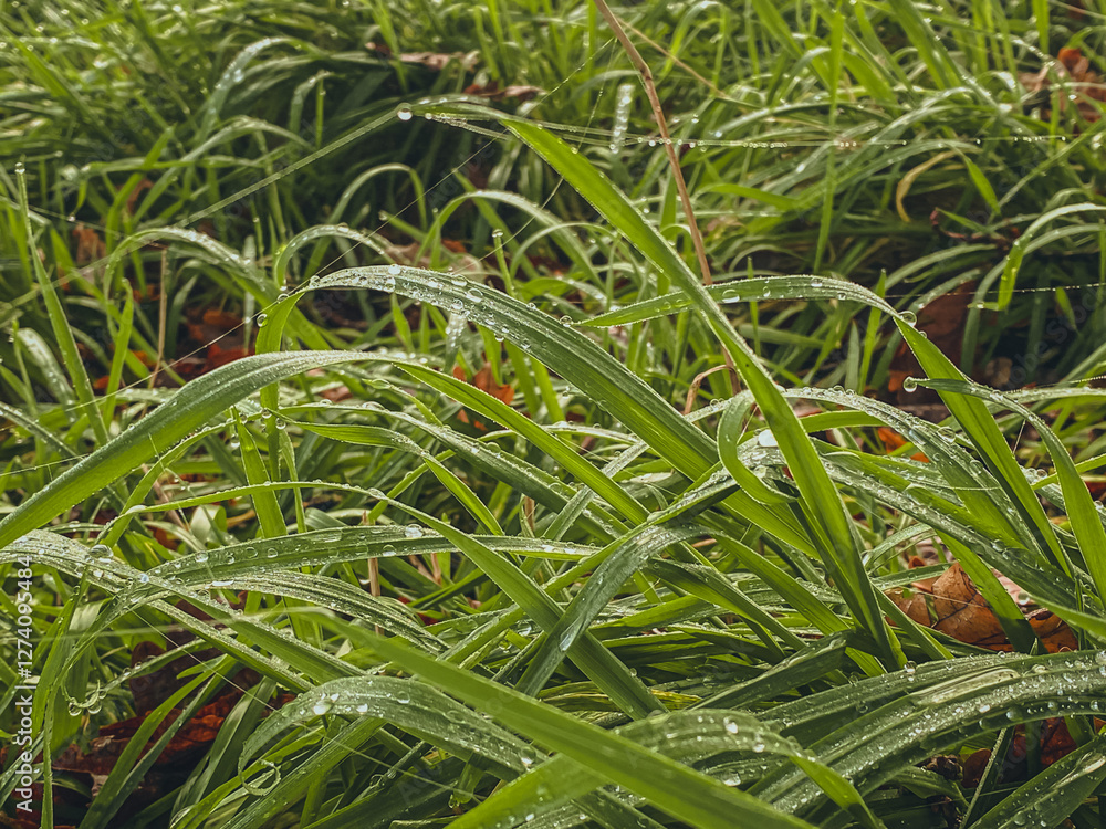 green grass in the garden
