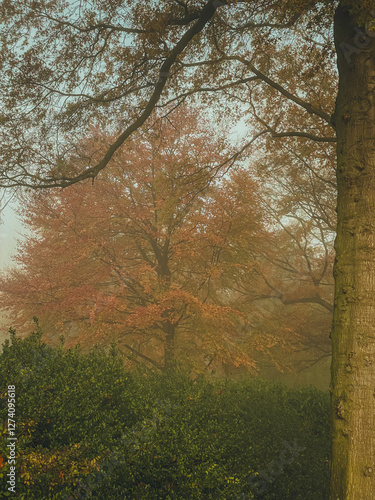 autumn in the forest