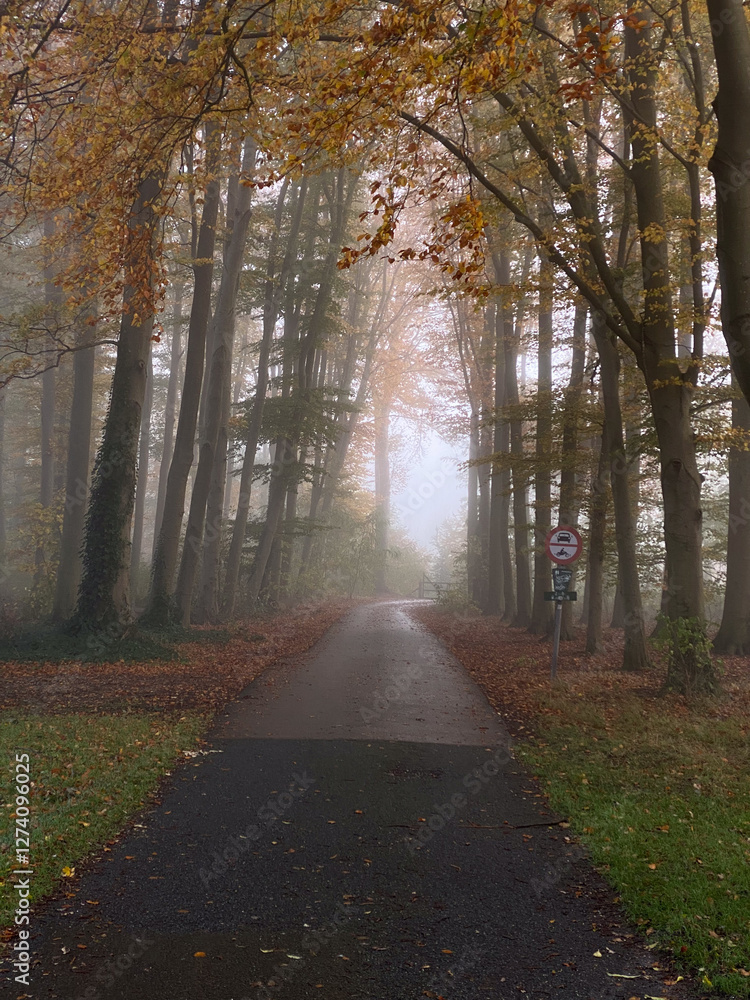 road in the forest