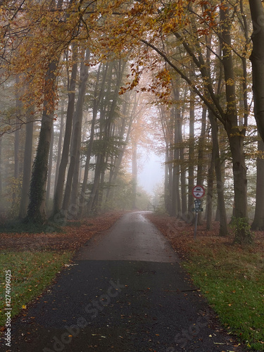 Obraz na płótnie road in the forest w salonie