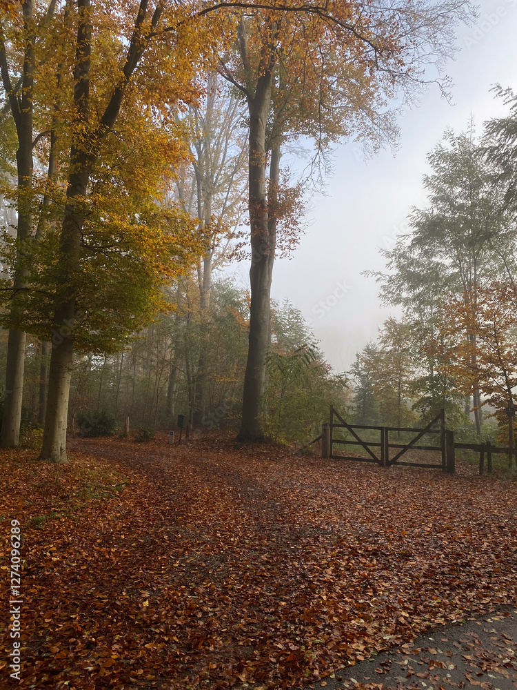 path in autumn forest