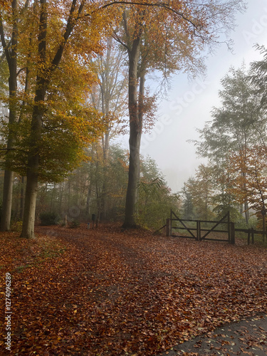 Obraz na płótnie path in autumn forest w salonie
