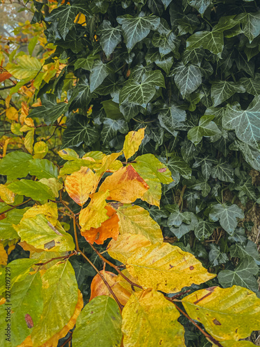 Obraz na płótnie Background of yellow and green leaves, geometry w salonie