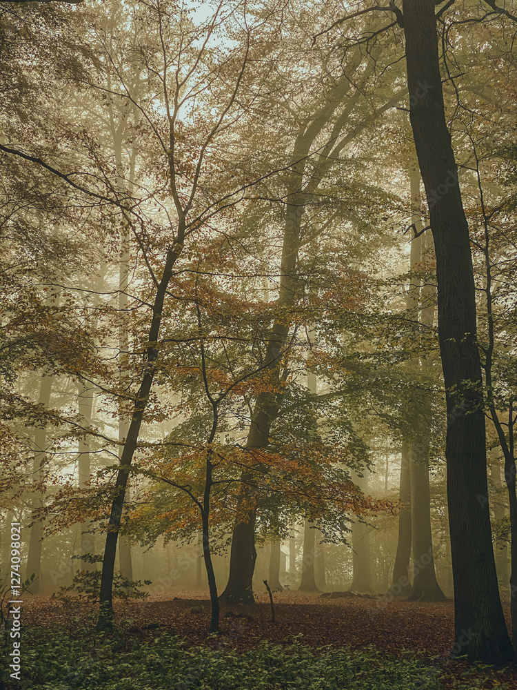 autumn in the park