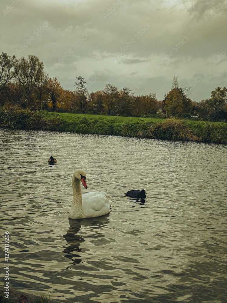 swan on the lake. Vintage effects