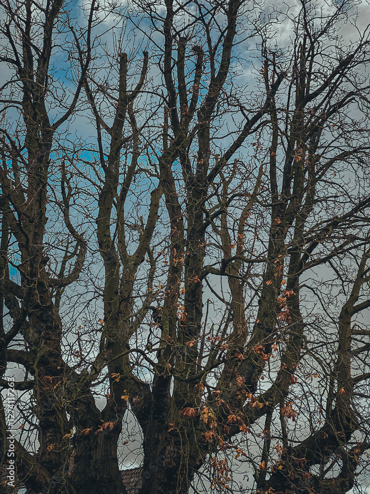 trees in winter