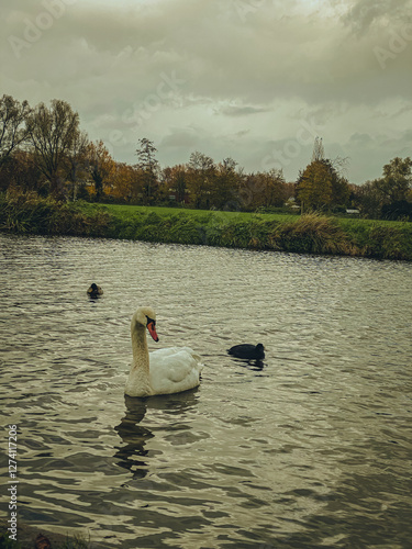 Obraz na płótnie swan on the lake. Vintage effects w salonie