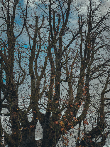 Obraz na płótnie trees in winter w salonie