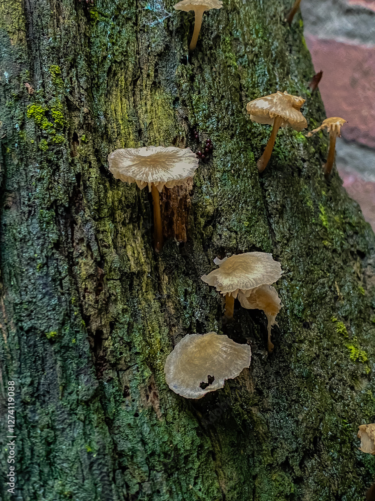 mushrooms on a tree