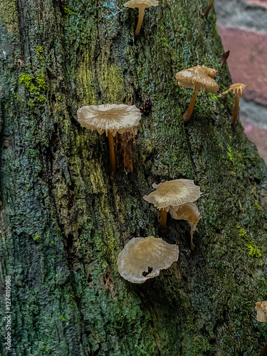 Obraz na płótnie mushrooms on a tree w salonie
