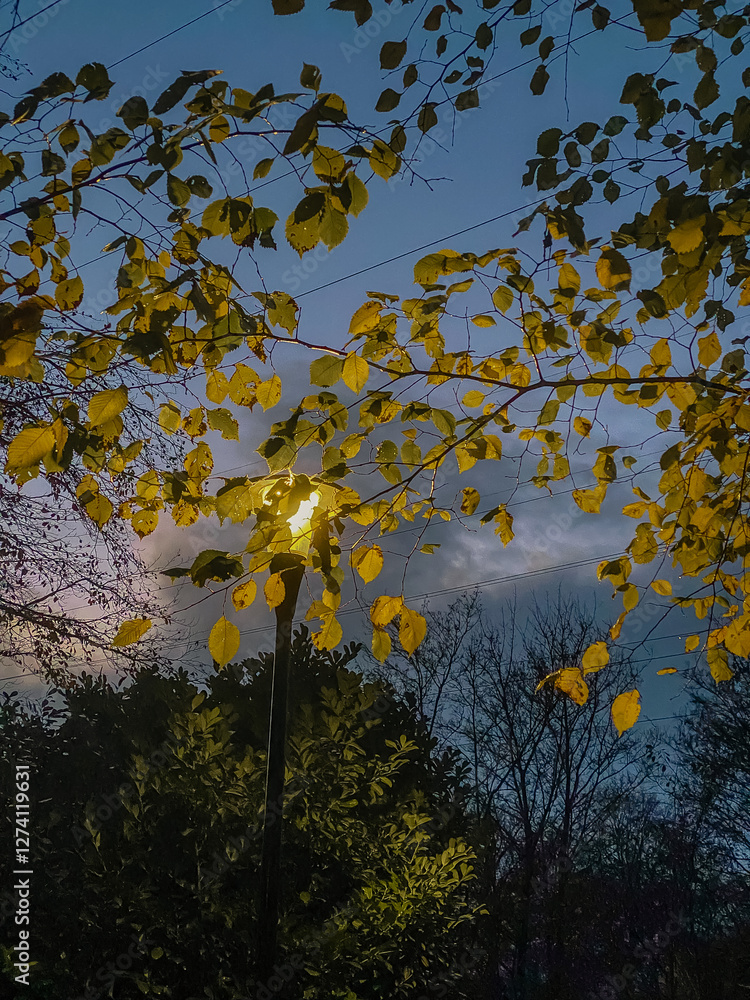Beautiful background. Lantern light through autumn leaves