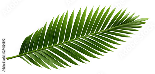 A single palm leaf isolated on transparent background. Generative ai