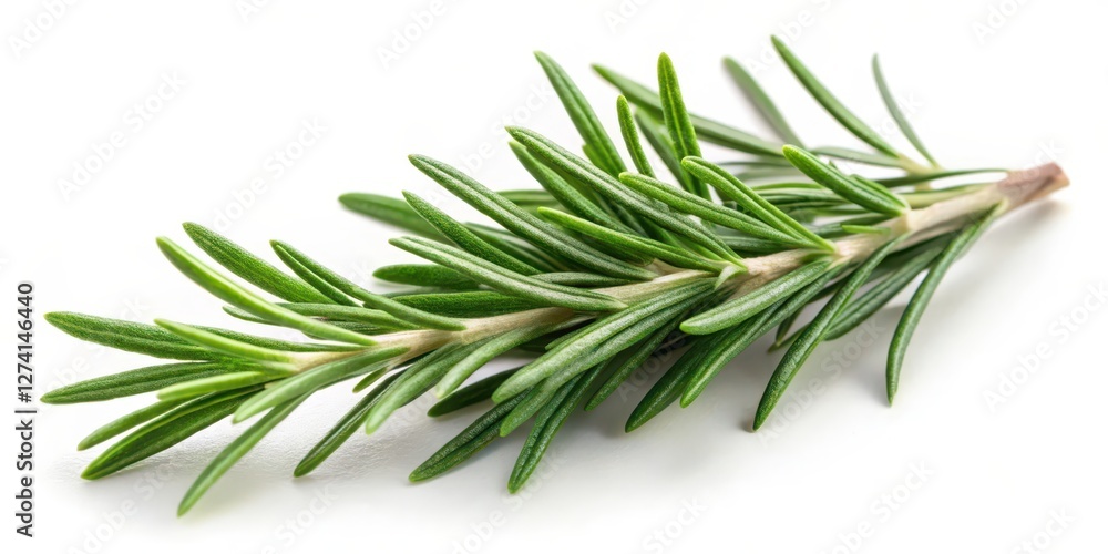 Fototapeta premium Rosemary Sprig on White Background