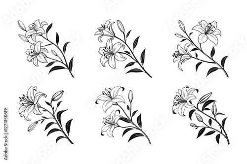 Lily (Lilium spp.) silhouette vector illustration
