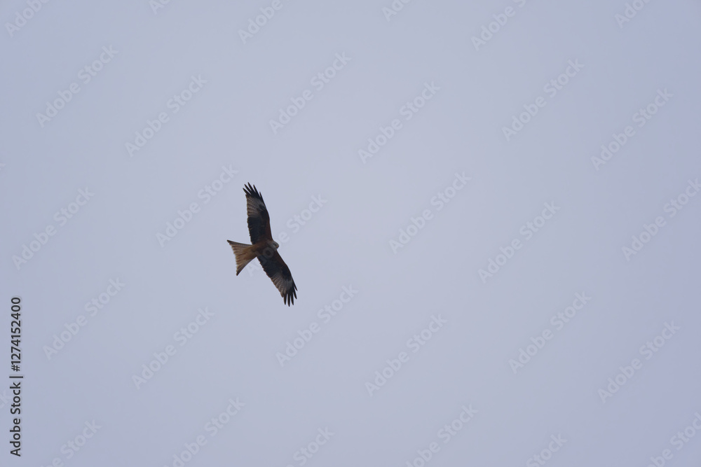 Looking up to red kite bird circling up in the sky at the Airport Zürich Kloten on a gray winter day. Photo taken February 17th, 2025, Zurich Kloten, Switzerland. Looking up to red kite bird circling up in the sky at the Airport Zürich Kloten on a gray winter day. Photo taken February 17th, 2025, Zurich Kloten, Switzerland.