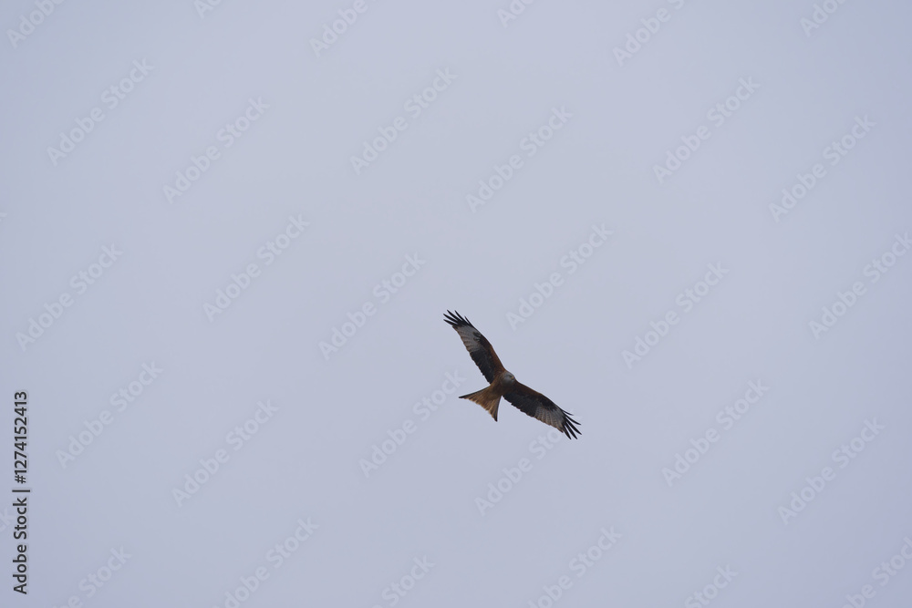 Obraz premium Looking up to red kite bird circling up in the sky at the Airport Zürich Kloten on a gray winter day. Photo taken February 17th, 2025, Zurich Kloten, Switzerland.