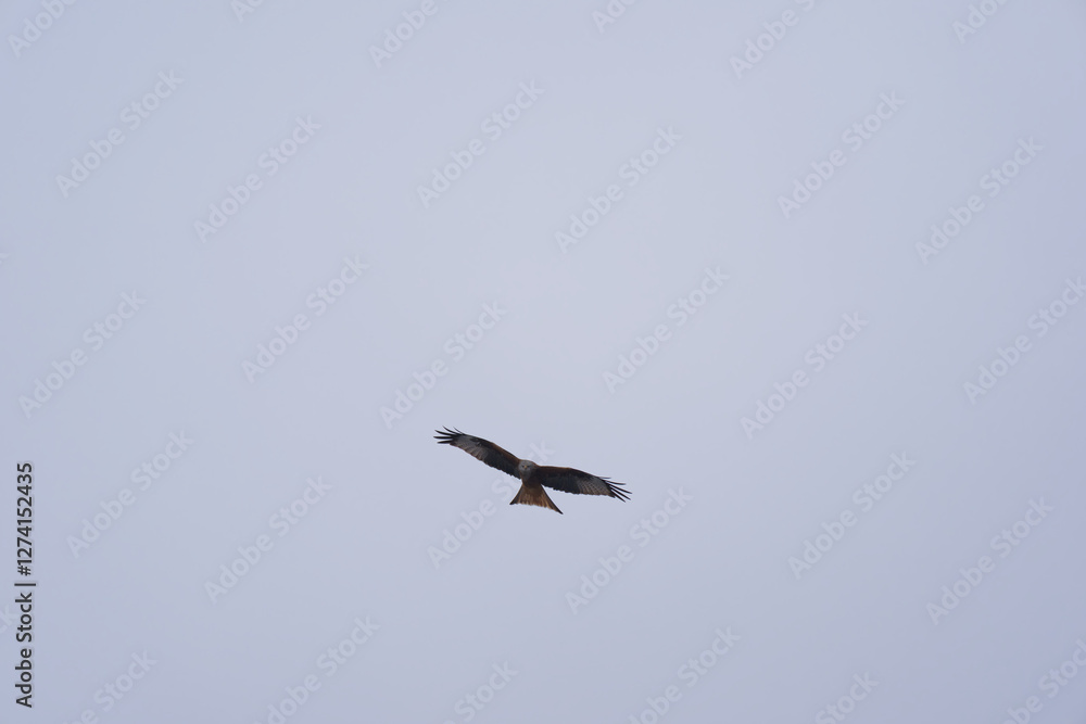Looking up to red kite bird circling up in the sky at the Airport Zürich Kloten on a gray winter day. Photo taken February 17th, 2025, Zurich Kloten, Switzerland. Looking up to red kite bird circling up in the sky at the Airport Zürich Kloten on a gray winter day. Photo taken February 17th, 2025, Zurich Kloten, Switzerland.
