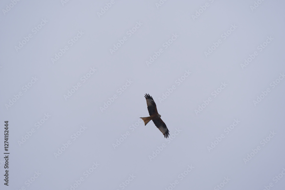 Looking up to red kite bird circling up in the sky at the Airport Zürich Kloten on a gray winter day. Photo taken February 17th, 2025, Zurich Kloten, Switzerland. Looking up to red kite bird circling up in the sky at the Airport Zürich Kloten on a gray winter day. Photo taken February 17th, 2025, Zurich Kloten, Switzerland.