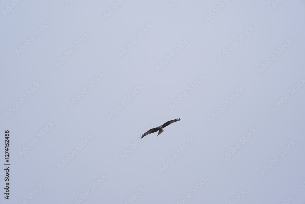 Looking up to red kite bird circling up in the sky at the Airport Zürich Kloten on a gray winter day. Photo taken February 17th, 2025, Zurich Kloten, Switzerland. Looking up to red kite bird circling up in the sky at the Airport Zürich Kloten on a gray winter day. Photo taken February 17th, 2025, Zurich Kloten, Switzerland.