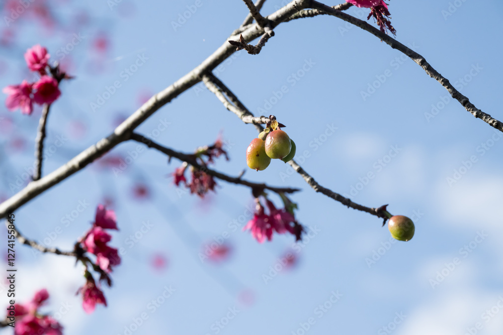 The taiwan cherry (prunus campanulata) fruits. The taiwan cherry (prunus campanulata) fruits.
