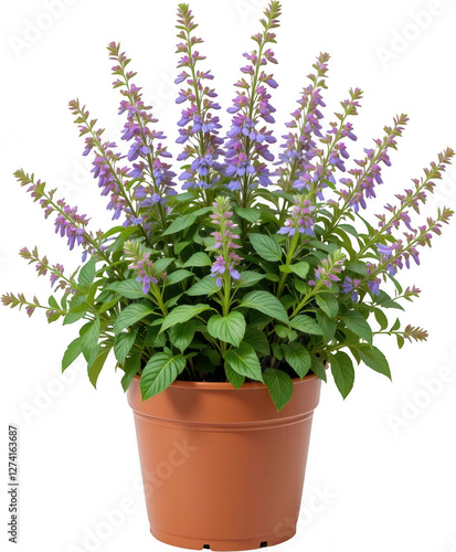 Vibrant Purple Flower Potted Plant Blooming Lavender Blue Spikes Lush Green Foliage