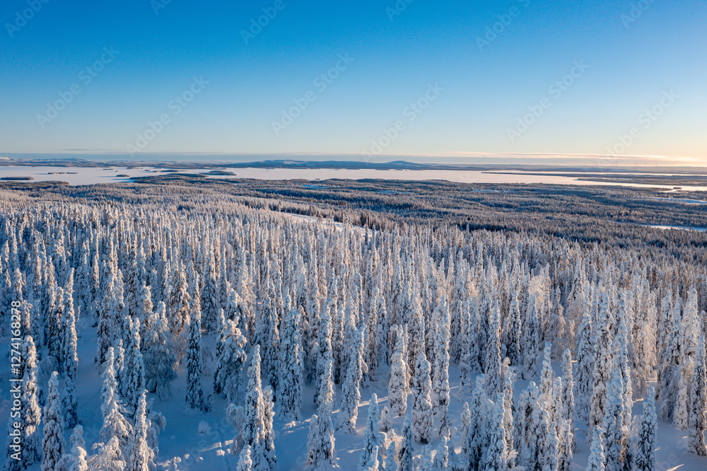 winter landscape with snow