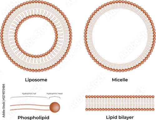 Liposomes and Micelles Design Vector Illustration