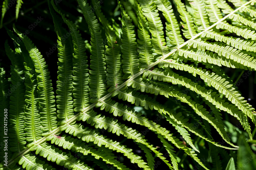 green fern leaf green fern leaf