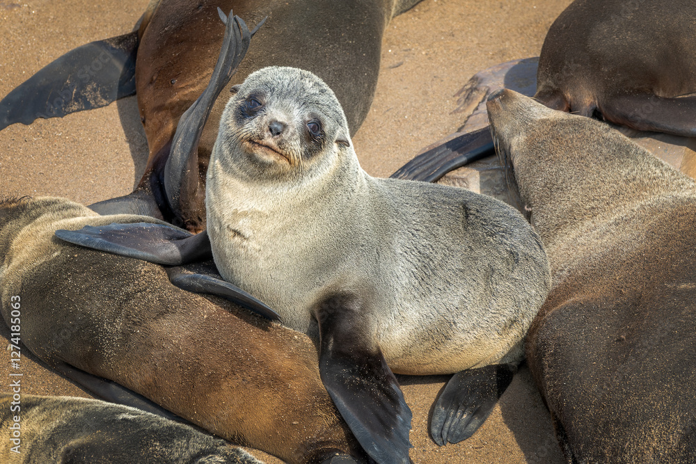 Fototapeta premium Close up portrait of a young cute Fur seal baby at Cape Cross colony, Seal Reserve, Namibia, Africa