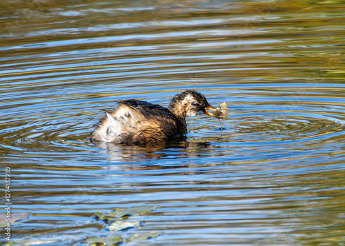 Little Grebe (Tachybaptus ruficollis), often found in lakes and ponds, spotted in Father Collins Park photo