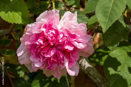 close up of a beautiful bright pink rose flower