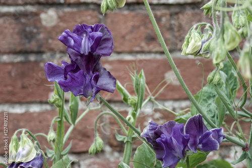 close up of purple sweet pea lathyrus odoratus flowers