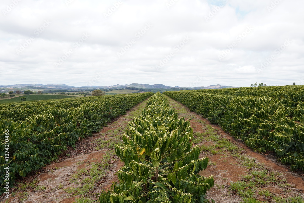 Naklejka premium coffee flowers