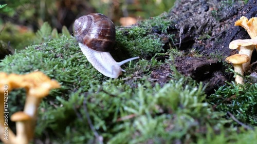 garden snail on moss in forest with mushroom