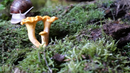 garden snail on moss in forest with mushroom