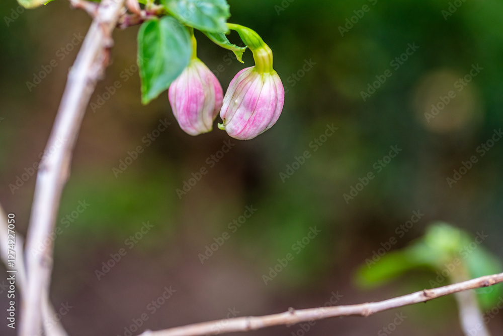 Fuchsia hybrida pertenece a la familia de Onagraceae.