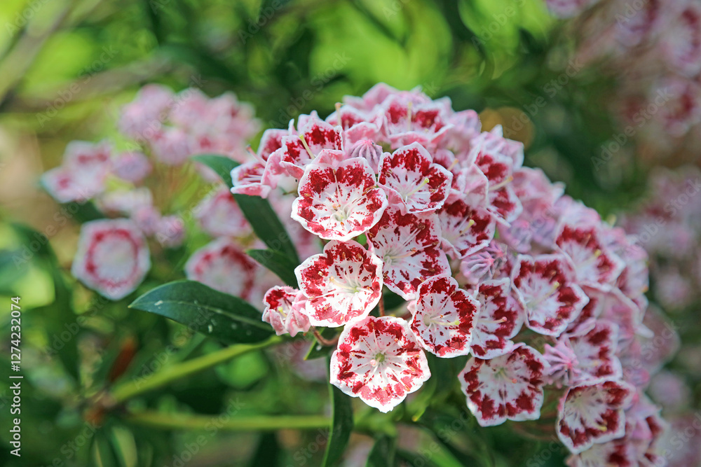 Closeup of red and white Mountain Laurel blooms, Devon England
Closeup of red and white Mountain Laurel blooms, Devon England