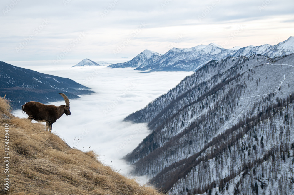Panoramic view of an Alpine ibex or wild mountain goat (Capra ibex) standing on a steep slope against snow capped mountains emerging from a sea of clouds, Monviso natural park, Italy.