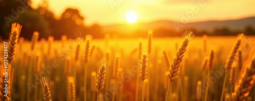 Soft morning light filters through the golden wheat, sunrise, sunbeams
