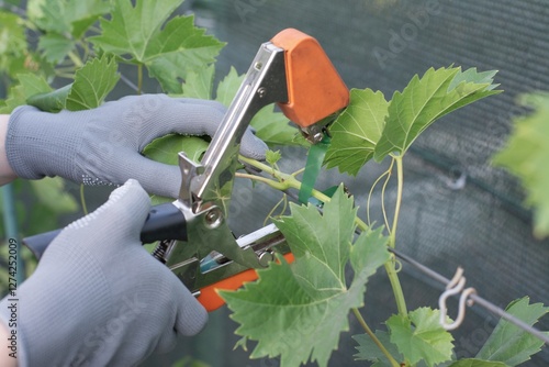 A man wearing gloves ties up a grape vine with a stapler