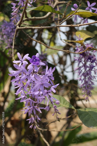 Trailing Purple Petrea Vine Flowers photo