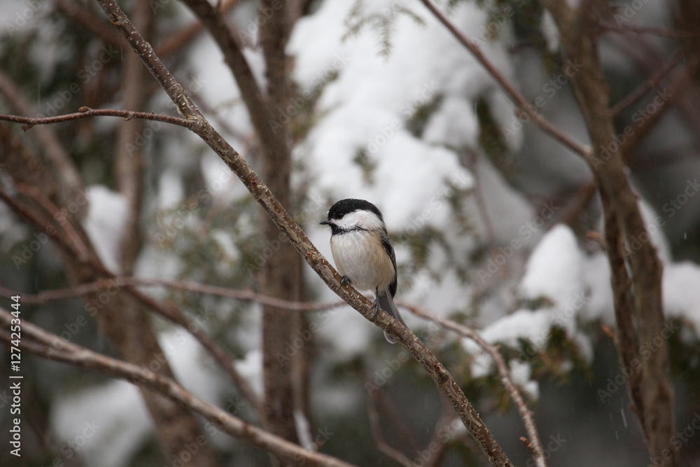 Chickadee in winter with snowy background on the thin branches of a tree Chickadee in winter with snowy background on the thin branches of a tree