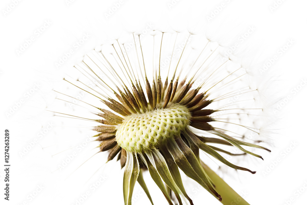 Dandelion flower seed isolated on white background.PNG Dandelion flower seed isolated on white background.PNG