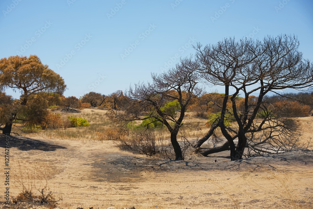 Charred Trees in Antalya After Devastating Wildfire Disaster Charred Trees in Antalya After Devastating Wildfire Disaster