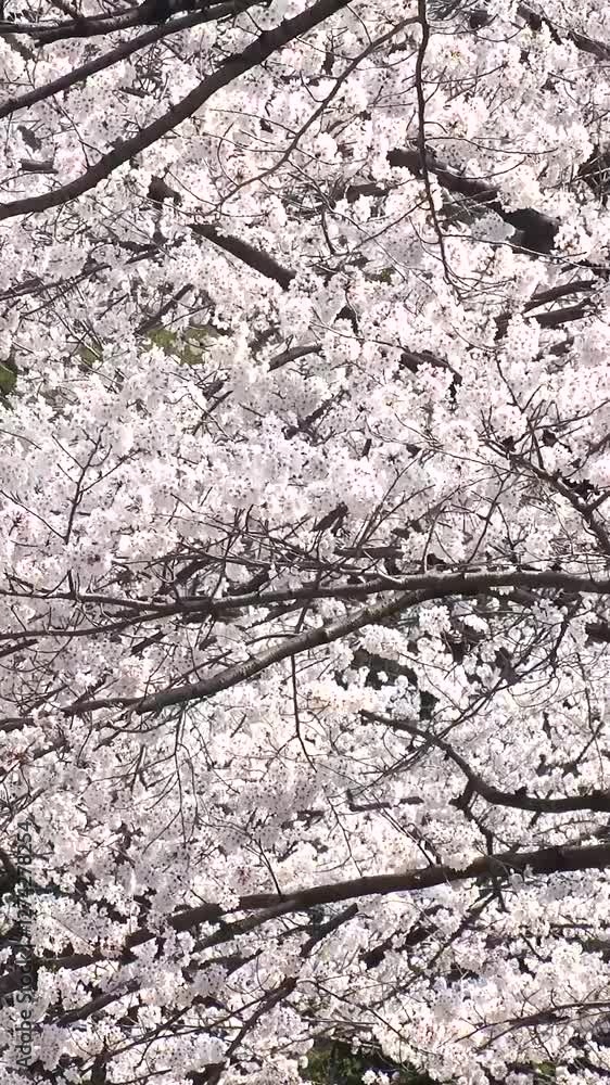 TOKYO, JAPAN : Close up shot of cherry blossoms in Tokyo. Japanese spring season, nature and flower concept video. Vertical shot. TOKYO, JAPAN : Close up shot of cherry blossoms in Tokyo. Japanese spring season, nature and flower concept video. Vertical shot.