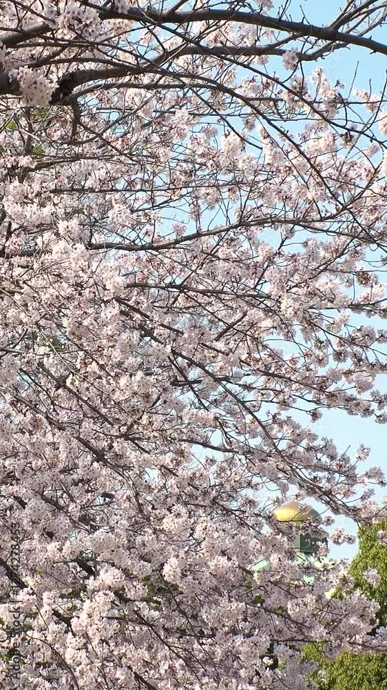 TOKYO, JAPAN : Close up shot of cherry blossoms in Tokyo. Japanese spring season, nature and flower concept video. Vertical shot. TOKYO, JAPAN : Close up shot of cherry blossoms in Tokyo. Japanese spring season, nature and flower concept video. Vertical shot.